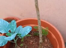 കോളിഫ്ലവറിന് കൂട്ട് ചെമ്പരത്തിയും, കാരറ്റും, മുരിങ്ങയും!