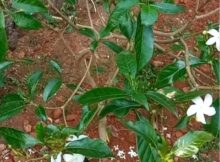പറിച്ചു നട്ട വലിയ നന്ത്യാർവട്ടം ചെടി ഉഷാറായി