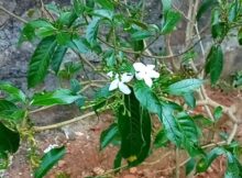 പറിച്ചു നട്ട വലിയ നന്ദ്യാർവട്ടം ചെടി പച്ചപിടിച്ചു, പുഷ്പിക്കാൻ തുടങ്ങി