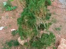 ഈ വാടിയ ചെടിയെ സംരക്ഷിക്കാനുള്ള ശ്രമം വിജയിക്കുമോ