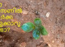 ഈ സീസണിൽ കൂർക്ക മുളക്കാറുണ്ടോ