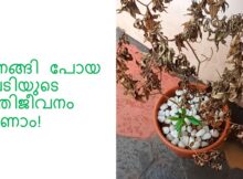 ഉണങ്ങി പോയ ചെടിയുടെ അതിജീവനം കാണാം!