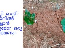 പീച്ചി ചെടി ലെയറിങ്ങ് ചെയ്യാൻ പറ്റുമോ ഒരു പരീക്ഷണം!