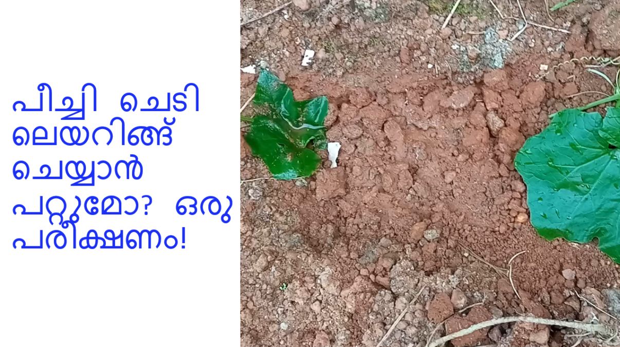 പീച്ചി ചെടി ലെയറിങ്ങ് ചെയ്യാൻ പറ്റുമോ ഒരു പരീക്ഷണം!