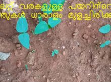 വയലറ്റ് വരകളുള്ള പയറിന്റെ വിത്തുകൾ ധാരാളം മുളച്ചിരിക്കുന്നു