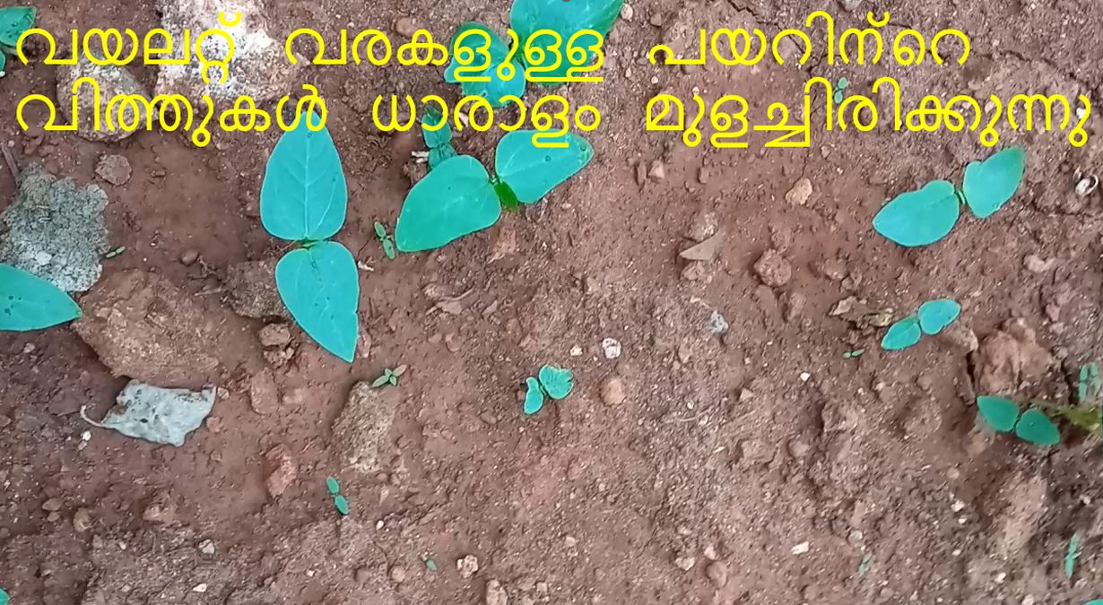 വയലറ്റ് വരകളുള്ള പയറിന്റെ വിത്തുകൾ ധാരാളം മുളച്ചിരിക്കുന്നു