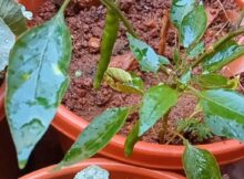 ചെടി ചട്ടിയിൽ നന്നായി കായ്ച്ചു നിൽക്കുന്ന മുളക് ചെടി കാണാം!
