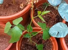 ചെടി ചട്ടിയിൽ വളരുന്ന വയലറ്റ് വരയൻ പയർ ചെടി വള്ളി നീട്ടി