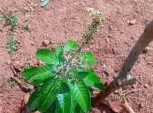 വളരെ ചെറിയ കണ്ണി മാങ്ങകൾ തിളങ്ങി നിൽക്കുന്നു