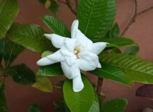 ഗന്ധരാജൻ പൂ വിരിഞ്ഞു
