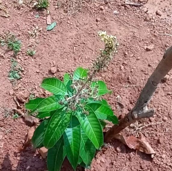 വളരെ ചെറിയ കണ്ണി മാങ്ങകൾ തിളങ്ങി നിൽക്കുന്നു