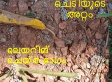 പീച്ചി ചെടി ലെയറിങ്ങ് ചെയ്യാനുള്ള പരീക്ഷണം വിജയകരം