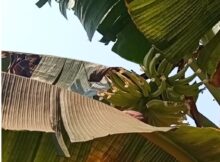 നേന്ത്ര വാഴ പൂ വിരിഞ്ഞു കഴിയാറായോ