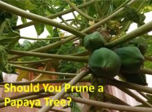 Should You Prune a Papaya Tree