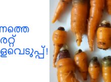 ഇന്നത്തെ കാരറ്റ് വിളവെടുപ്പ്!