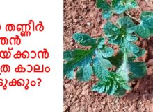ഈ തണ്ണീർ മത്തൻ കായ്ക്കാൻ എത്ര കാലം എടുക്കും