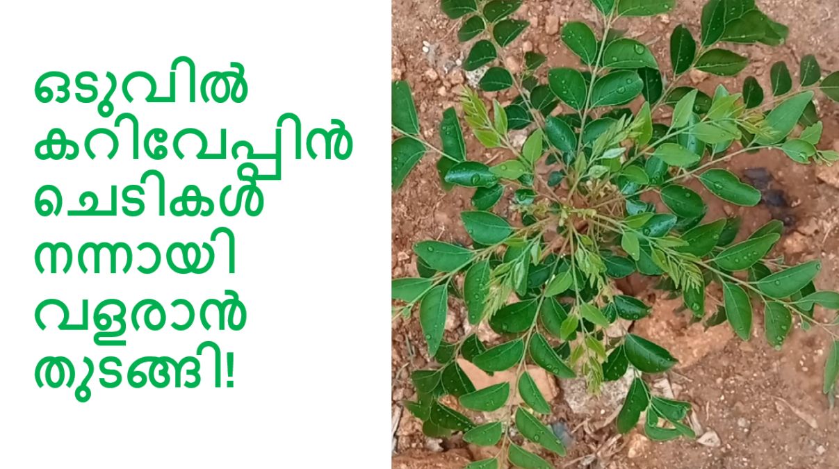 ഒടുവിൽ കറിവേപ്പിൻ ചെടികൾ നന്നായി വളരാൻ തുടങ്ങി!