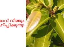ഒട്ടു മാവ് വീണ്ടും മോഹിപ്പിക്കുന്നു!