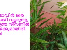 ഒട്ടുമാവിൻ തൈ നന്നായി വളരുന്നു, അടുത്ത സീസണിൽ കായ്ക്കുമായിരിക്കും!