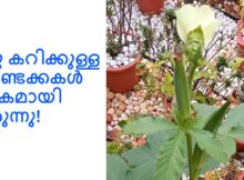 ഒരു കറിക്കുള്ള വെണ്ടക്കകൾ പാകമായി വരുന്നു!