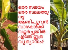 ഒരേ സമയം ഒരേ സ്ഥലത്തു നട്ട ആണിപൂവൻ വാഴകൾക്ക് വളർച്ചയിൽ എന്തേ ഇത്ര വ്യത്യാസം