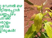 ഒറ്റ വേനൽ മഴ കിട്ടിയപ്പോൾ വെണ്ണപ്പഴം ചെടിക്ക് ധാരാളം പുതിയ തളിരുകൾ!