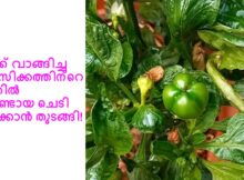 കറിക്ക് വാങ്ങിച്ച കാപ്സിക്കത്തിന്റെ വിത്തിൽ നിന്നുണ്ടായ ചെടി കായ്ക്കാൻ തുടങ്ങി!