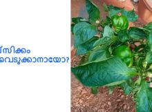 കാപ്സിക്കം വിളവെടുക്കാനായോ
