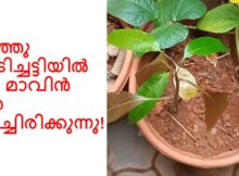 കുഞ്ഞു ചെടിച്ചട്ടിയിൽ ഒരു മാവിൻ തൈ മുളച്ചിരിക്കുന്നു!