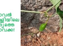 കോവൽ വള്ളിയിലെ ആദ്യത്തെ കോവക്ക!