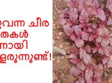ചുവന്ന ചീര തൈകൾ നന്നായി വളരുന്നുണ്ട്!