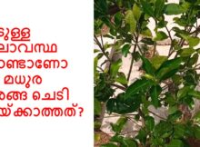 ചൂടുള്ള കാലാവസ്ഥ കൊണ്ടാണോ ഈ മധുര നാരങ്ങ ചെടി കായ്ക്കാത്തത്