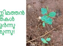തണ്ണിമത്തൻ തൈകൾ വളർന്നു വരുന്നു!