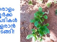ധാരാളം കൂർക്ക ചെടികൾ വളരാൻ തുടങ്ങി!