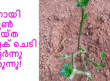 നന്നായി പ്രൂൺ ചെയ്ത മുളക് ചെടി വളർന്നു വരുന്നു!