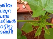 പുതിയ തലമുറ വെണ്ട ചെടികൾ മൊട്ടിട്ടു തുടങ്ങി!