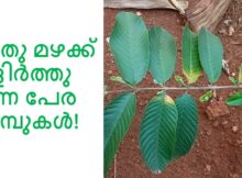 പുതു മഴക്ക് തളിർത്തു വന്ന പേര നാമ്പുകൾ!