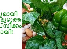 മുഴുത്ത കാപ്സിക്കം