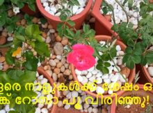 വളരെ നാളുകൾക്ക് ശേഷം ഒരു പിങ്ക് റോസാ പൂ വിരിഞ്ഞു!