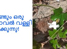 വീണ്ടും ഒരു കോവൽ വള്ളി പൂക്കുന്നു!