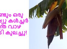 വീണ്ടും ഒരു ടിഷ്യു കൾച്ചർ നേന്ത്ര വാഴ കൂടി കുലച്ചു!