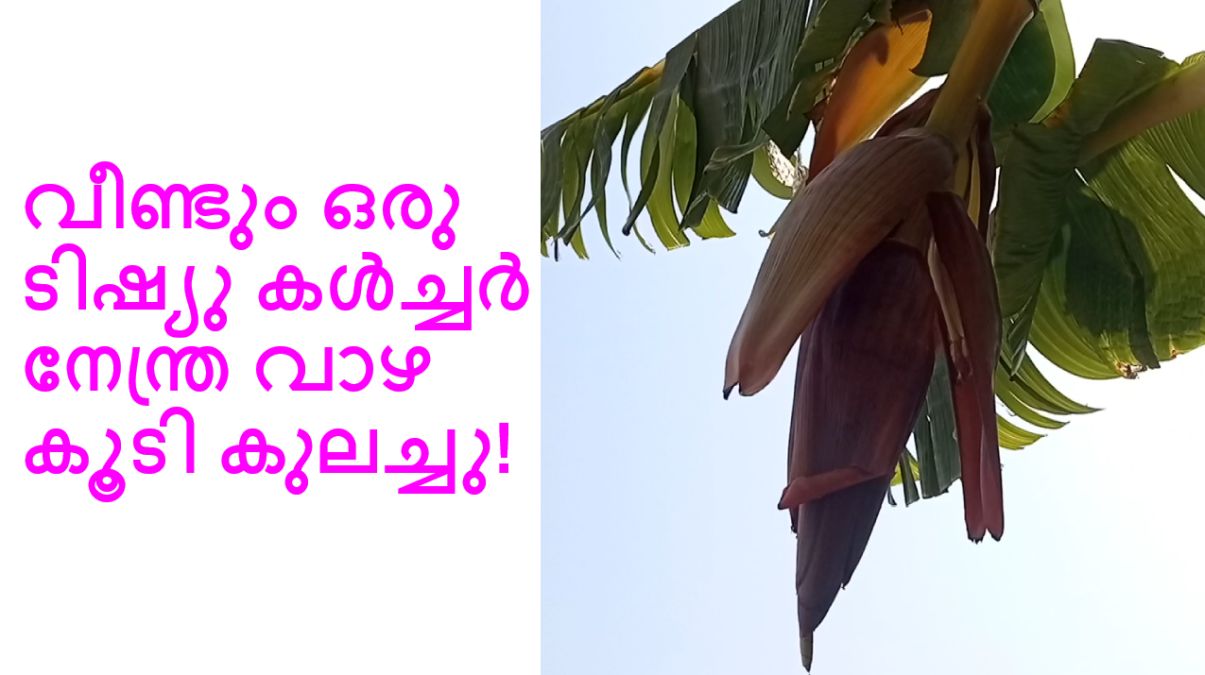 വീണ്ടും ഒരു ടിഷ്യു കൾച്ചർ നേന്ത്ര വാഴ കൂടി കുലച്ചു!