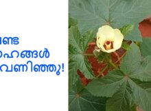 വെണ്ട മോഹങ്ങൾ പൂവണിഞ്ഞു!