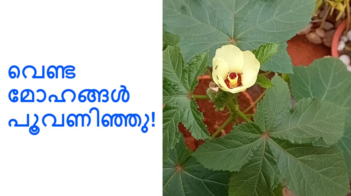 വെണ്ട മോഹങ്ങൾ പൂവണിഞ്ഞു!