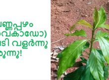 വെണ്ണപ്പഴം (അവകാഡോ) ചെടി വളർന്നു വരുന്നു!