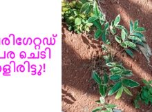 വേരിഗേറ്റഡ് പേര ചെടി തളിരിട്ടു!
