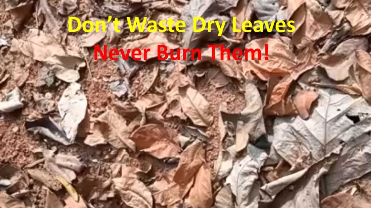 Don’t Waste Dry Leaves Never Burn Them!