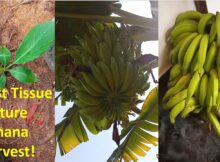 First Tissue Culture Banana Harvest!
