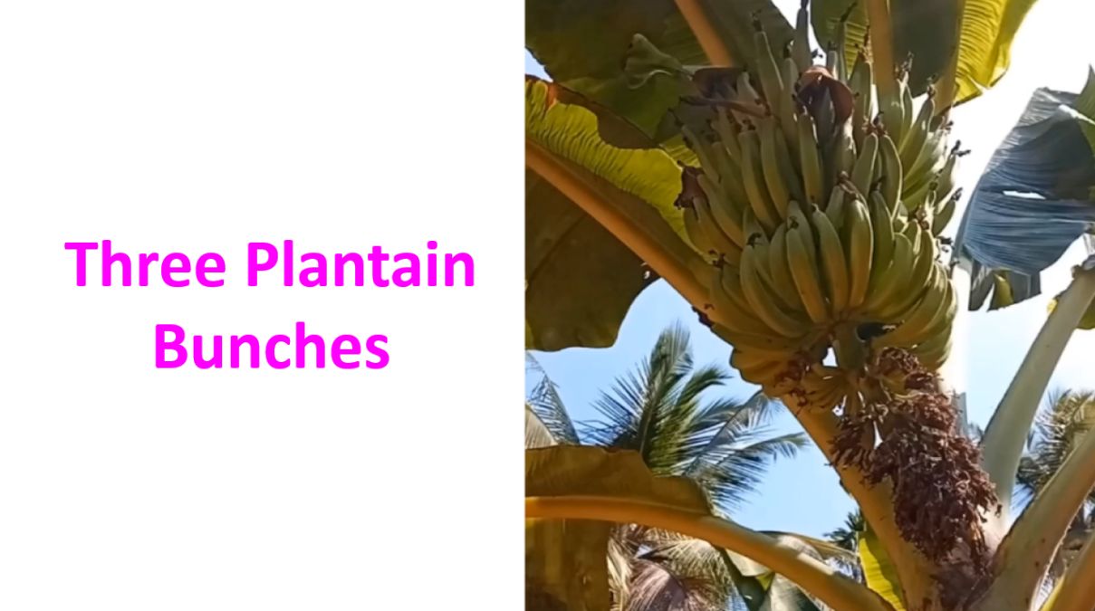 First of the Three Banan Bunches in the Video Clip