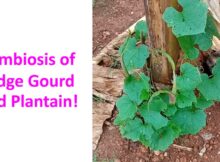 Symbiosis of Ridge Gourd and Plantain!